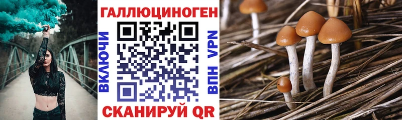 Галлюциногенные грибы Psilocybe  blacksprut вход  Шумерля 